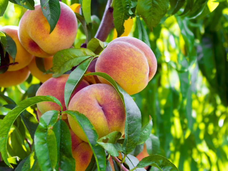 山梨県内で発生した桃の大量盗難被害について